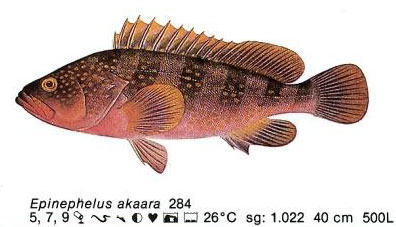 Epinephelus akaara